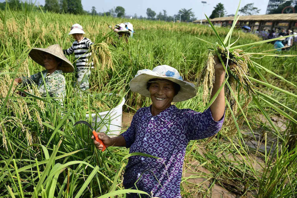 Rahasia Inovasi Pertanian China Maju Pesat Sejak 2012 10 Seorang petani Tiongkok dengan gembira menyambut panen yang melimpah. (Foto/Ran Wen)