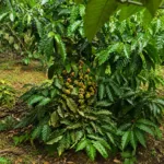 Tanaman kopi di kawasan Desa Berdaya Eco-Wisata SiNyonya Pandeglang