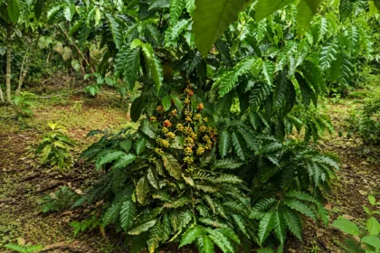 Tanaman kopi di kawasan Desa Berdaya Eco-Wisata SiNyonya Pandeglang