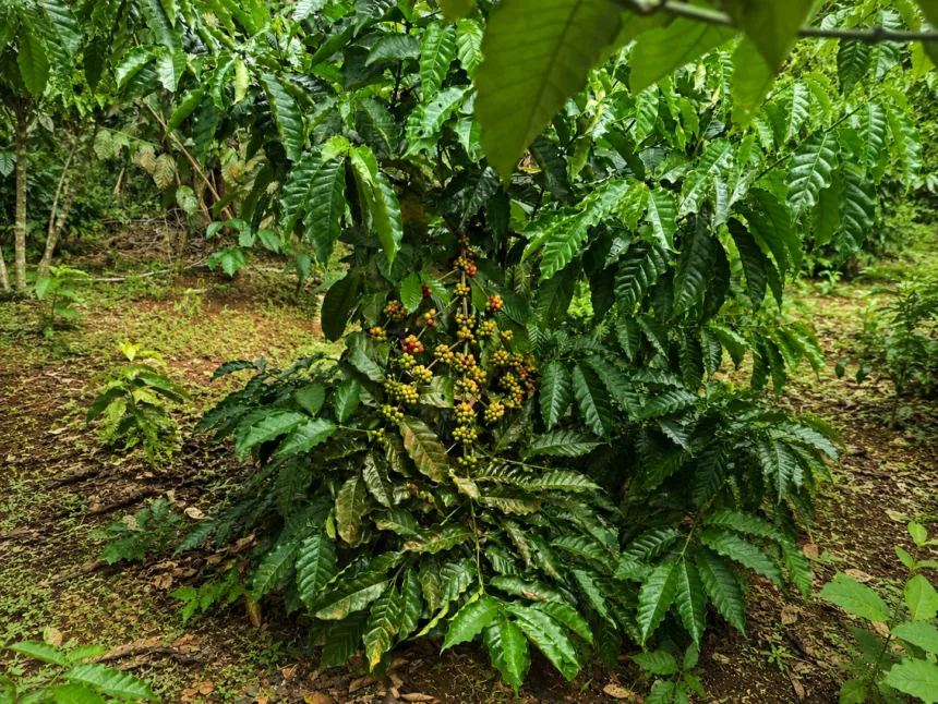 Tanaman kopi di kawasan Desa Berdaya Eco-Wisata SiNyonya Pandeglang